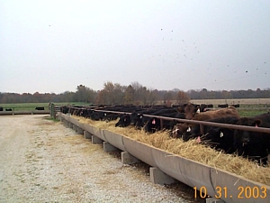 fallcalves.jpg